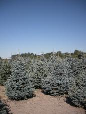 Colorado Spruce